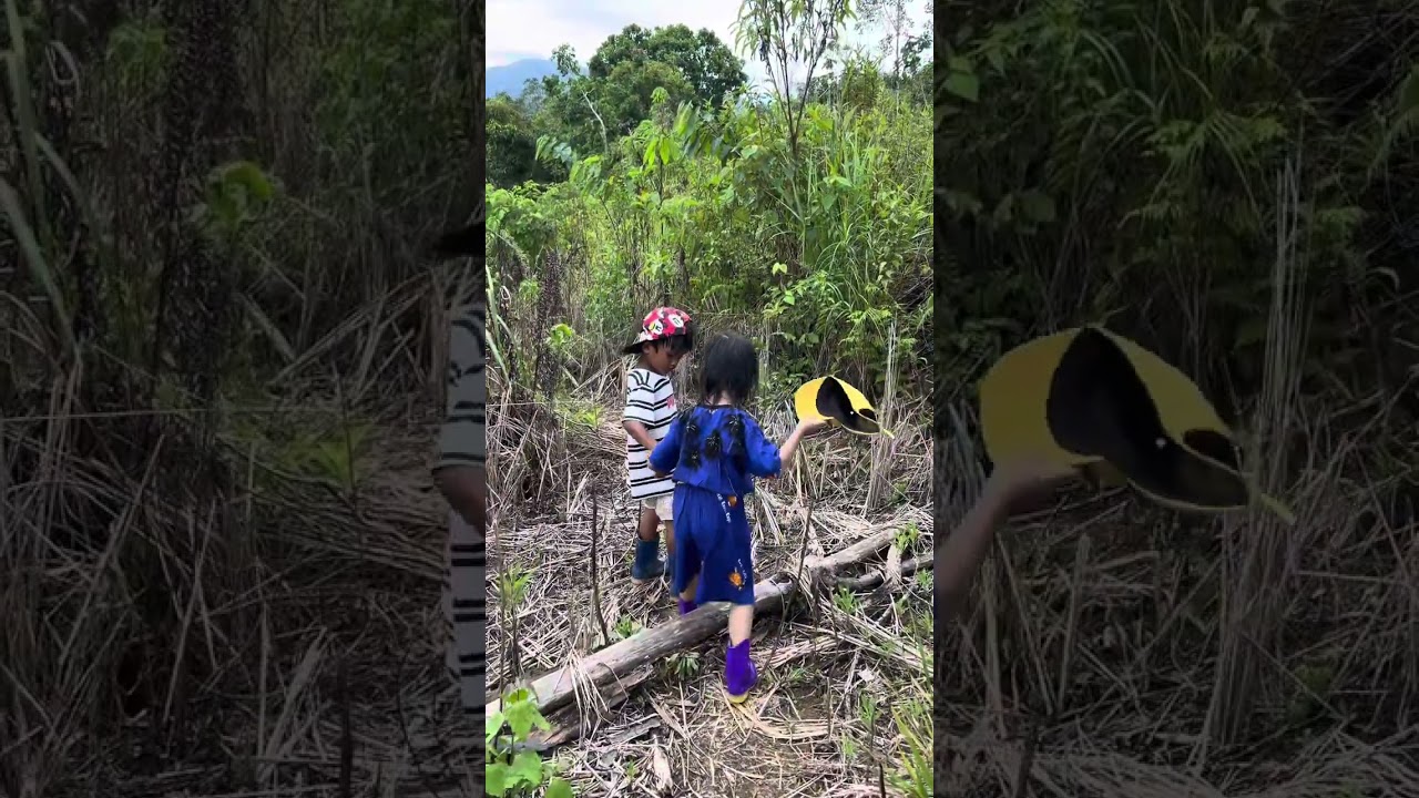 Suku Dayak berladang 
