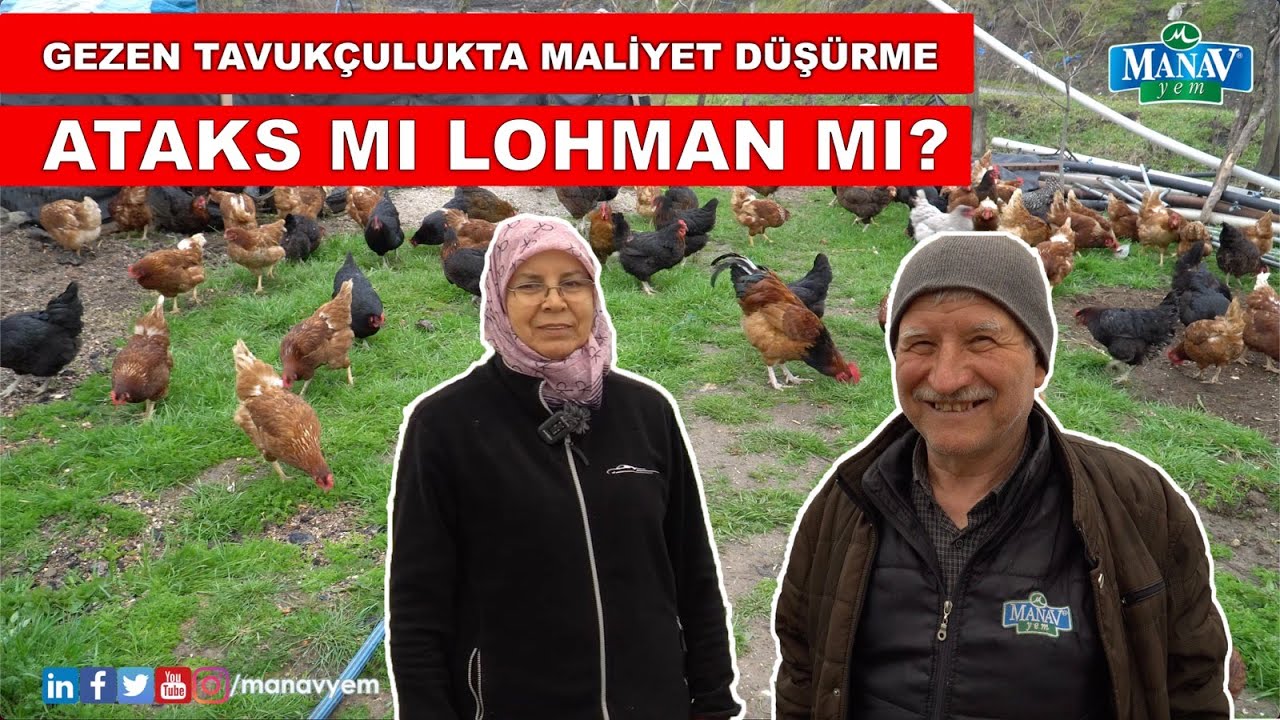 Gezen Tavukçulukta Maliyet Düşürme | Ataks Mı Lohman Mı ?