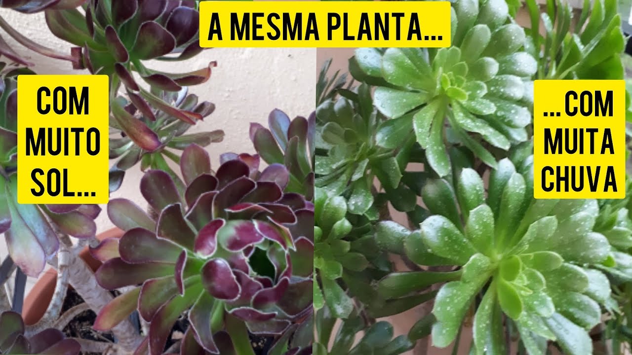Aeonium ao sol pleno...como ficam