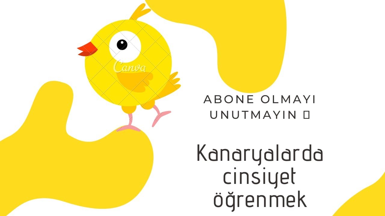 Erkek ve dişi kanarya cinsiyet ayrımı ? Erkek kanarya nasıl olur ? Dişi kanarya nasıl olur. ?