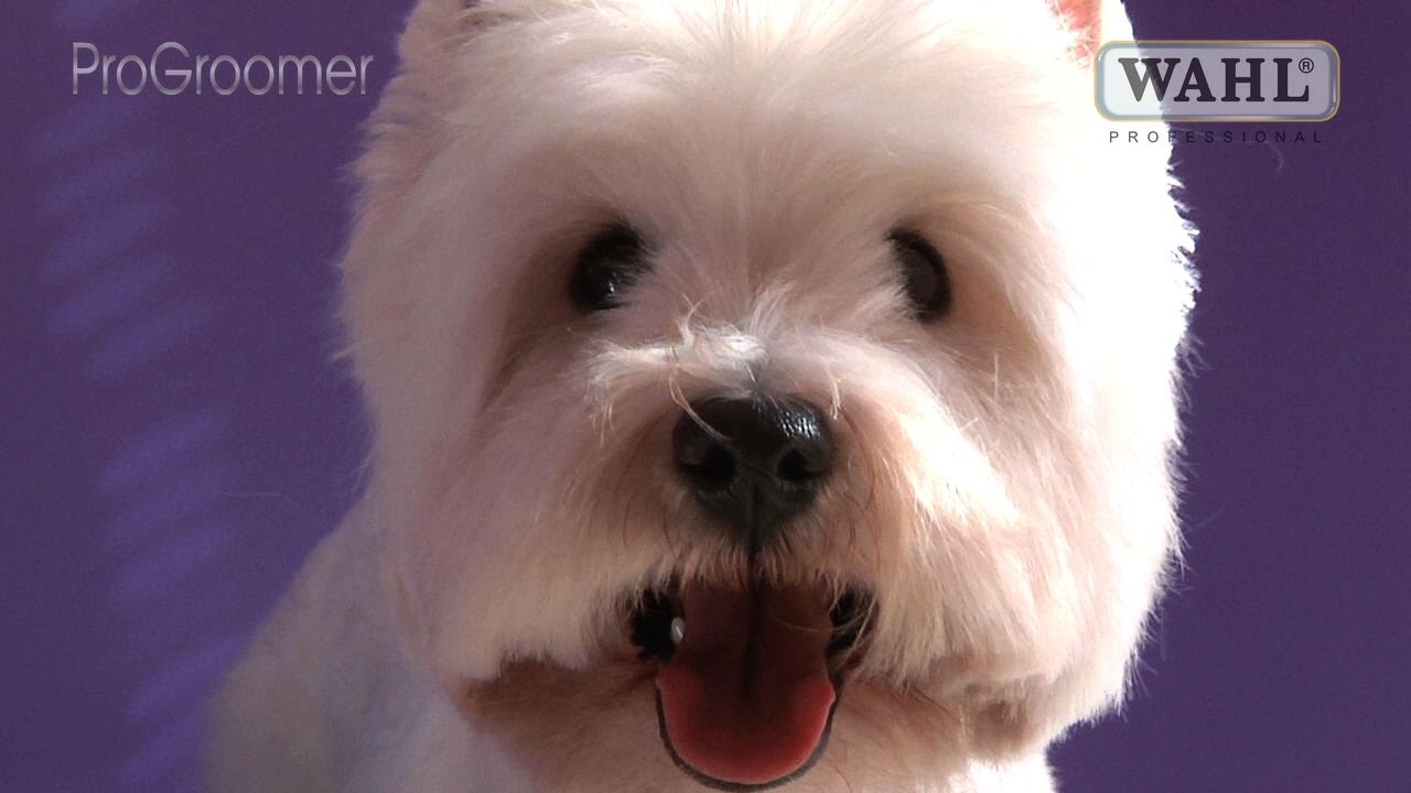 Grooming Guide - West Highland White Terrier Pet Trim - Pro Groomer