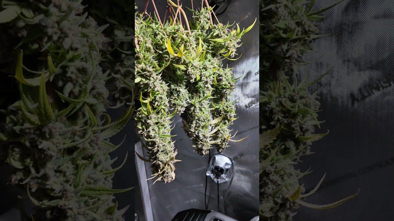 HOW 2 DRY WEED. TIME LAPSE 💪 