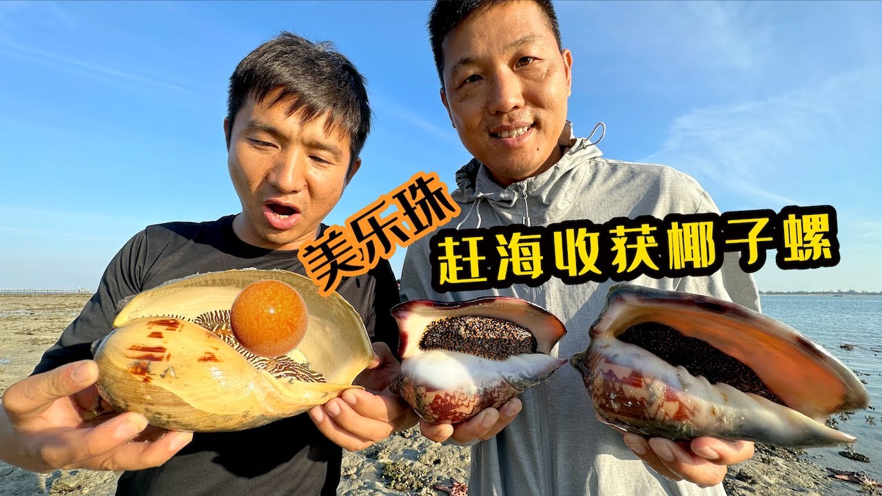 《印尼·李王岛》第4集：赶海收获椰子螺，摄影师亲自去开美乐珠 #刺身 #赶海 #海鲜美食 #抓螃蟹 #印尼 #美乐珠