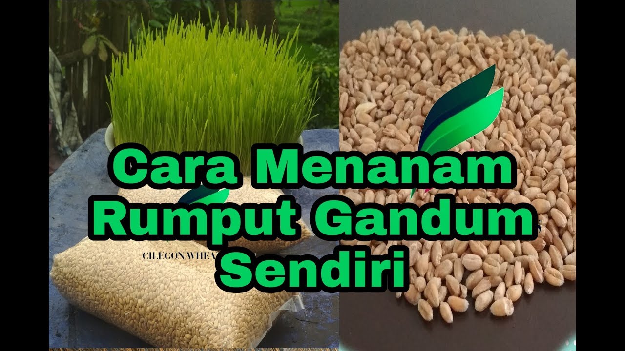 Cara Menanam Rumput Gandum Wheatgrass 10 Hari Bisa Tumbuh