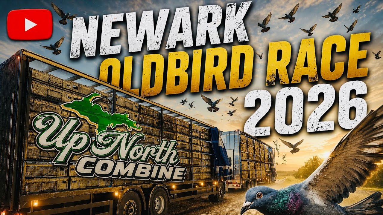 Голуби-ветераны UNC NEWARK Oldbirds 2026 показали очень высокую скорость в гонках (70 миль в час)...
