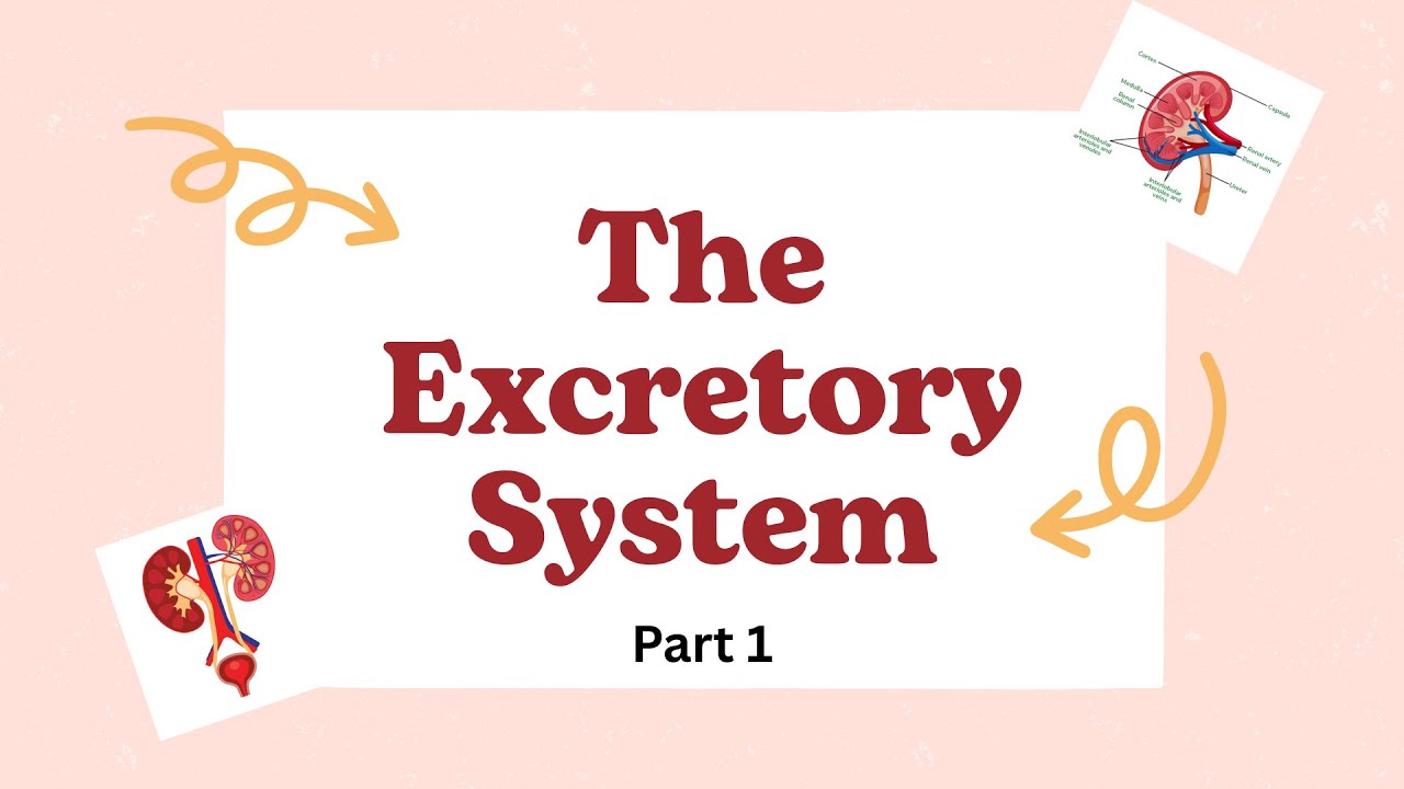 The Excretory System | Part 1 | Class 10 | ICSE | 