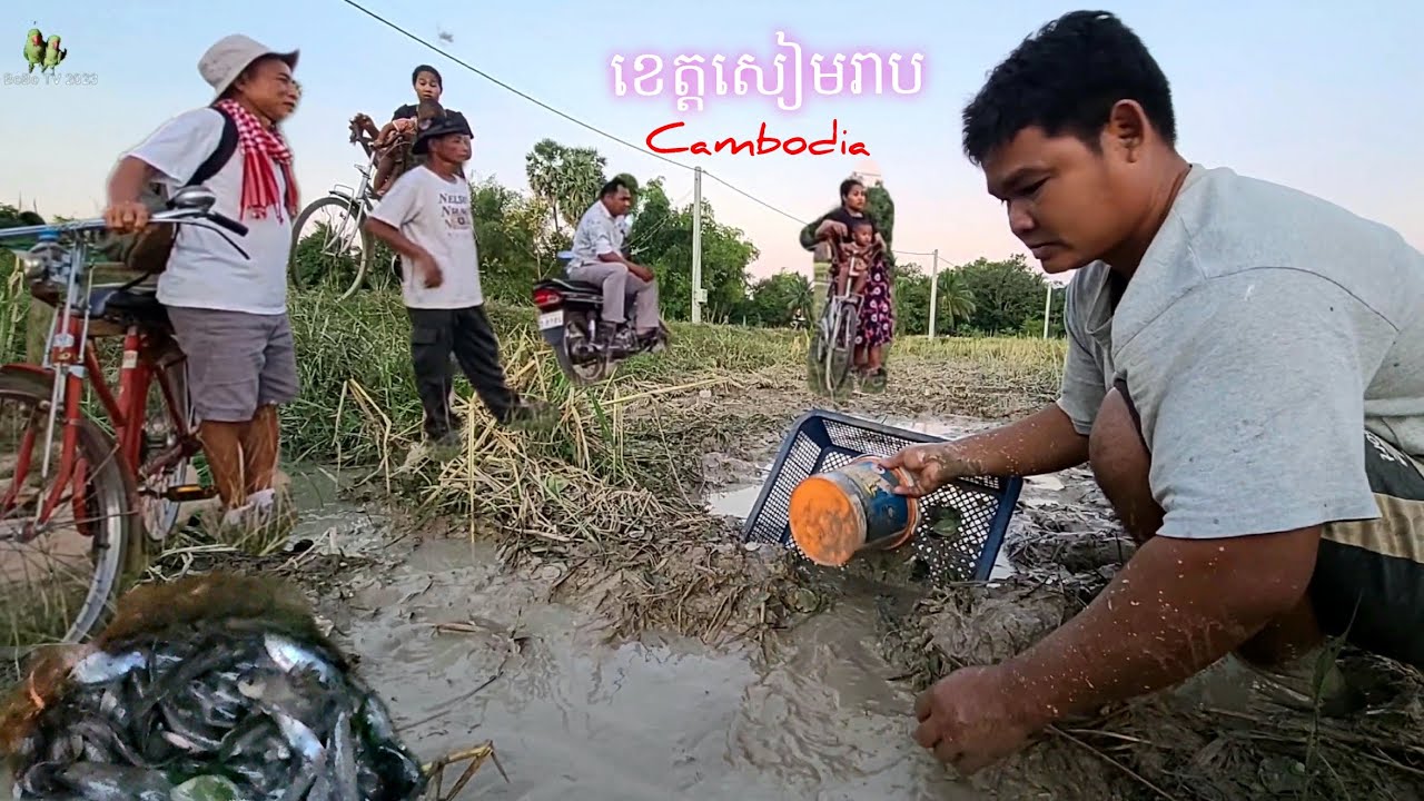 116. ទិដ្ឋភាពស្រុកស្រែពេលថ្ងៃរៀបលិច ខេត្តសៀមរាប Life in the Countryside Siem Reap Cambodia
