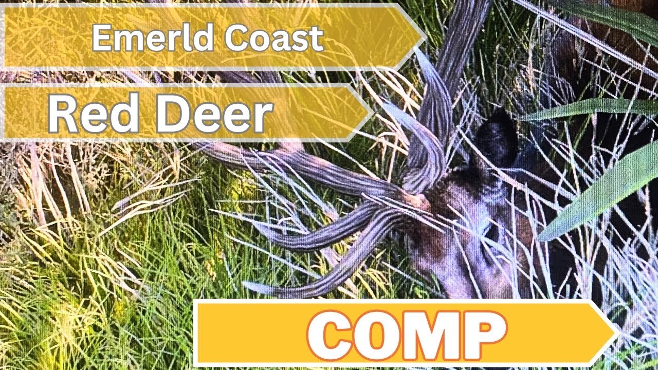 Red Deer taking down some big Stags COTW