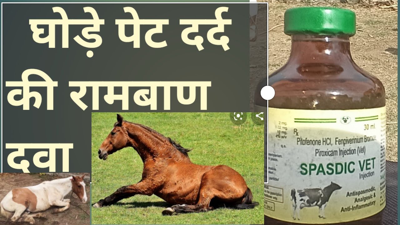 घोड़े केपेट दर्द की रामबाण दवा, horse colic