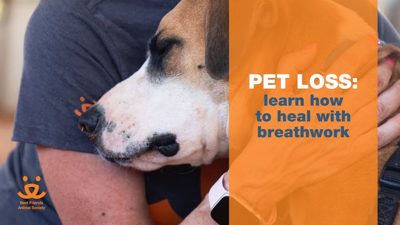 Pet Loss: How to Heal with Breathwork (live demo)