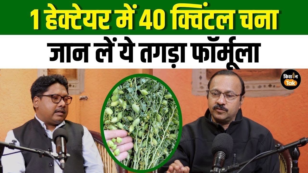 Chickpea Farming: चने की खेती में क्रांति, किसान ले रहे प्रति हेक्टेयर 4 गुना पैदावार #farmersnews