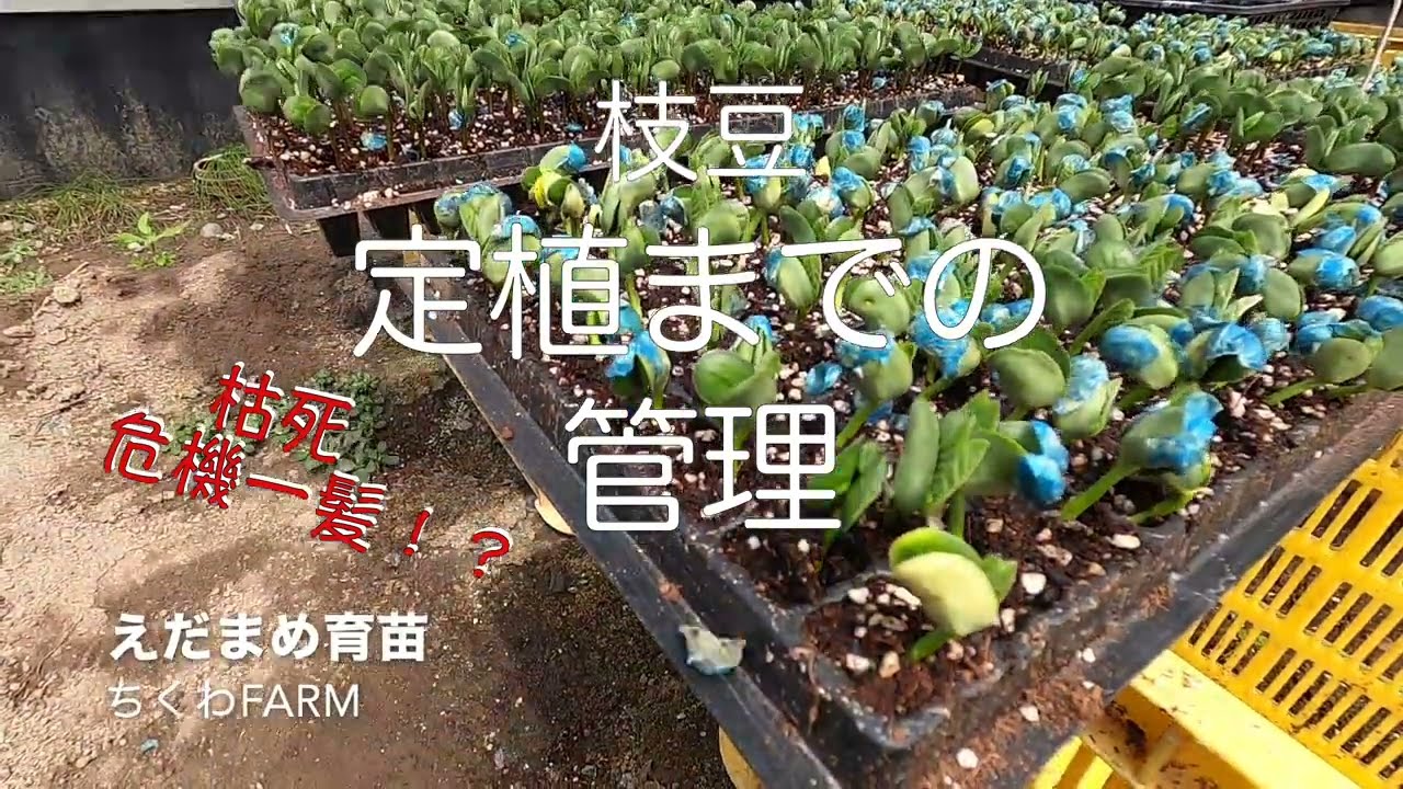 定植までの育苗管理「枝豆栽培」