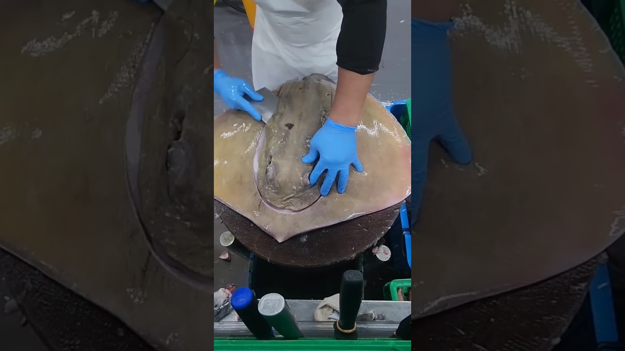 how to clean and cut a stingray #fillet #cuttingskils #shortvideo #fyp