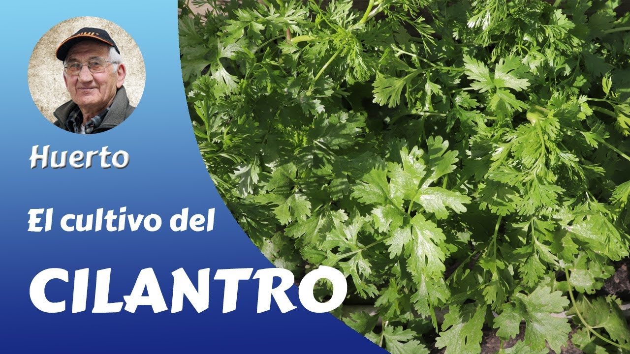 𝗘𝗟 𝗖𝗜𝗟𝗔𝗡𝗧𝗥𝗢: EL CULTIVO COMPLETO DEL CILANTRO EN EL HUERTO FAMILIAR