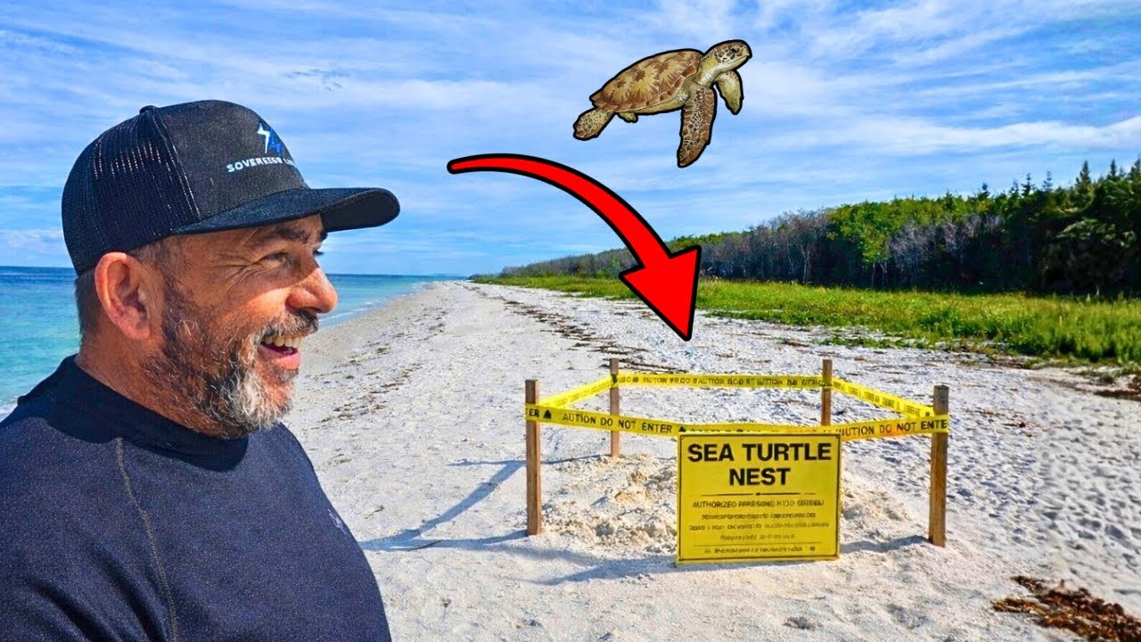 Stumbled on a SEA TURTLE NEST While Metal Detecting!
