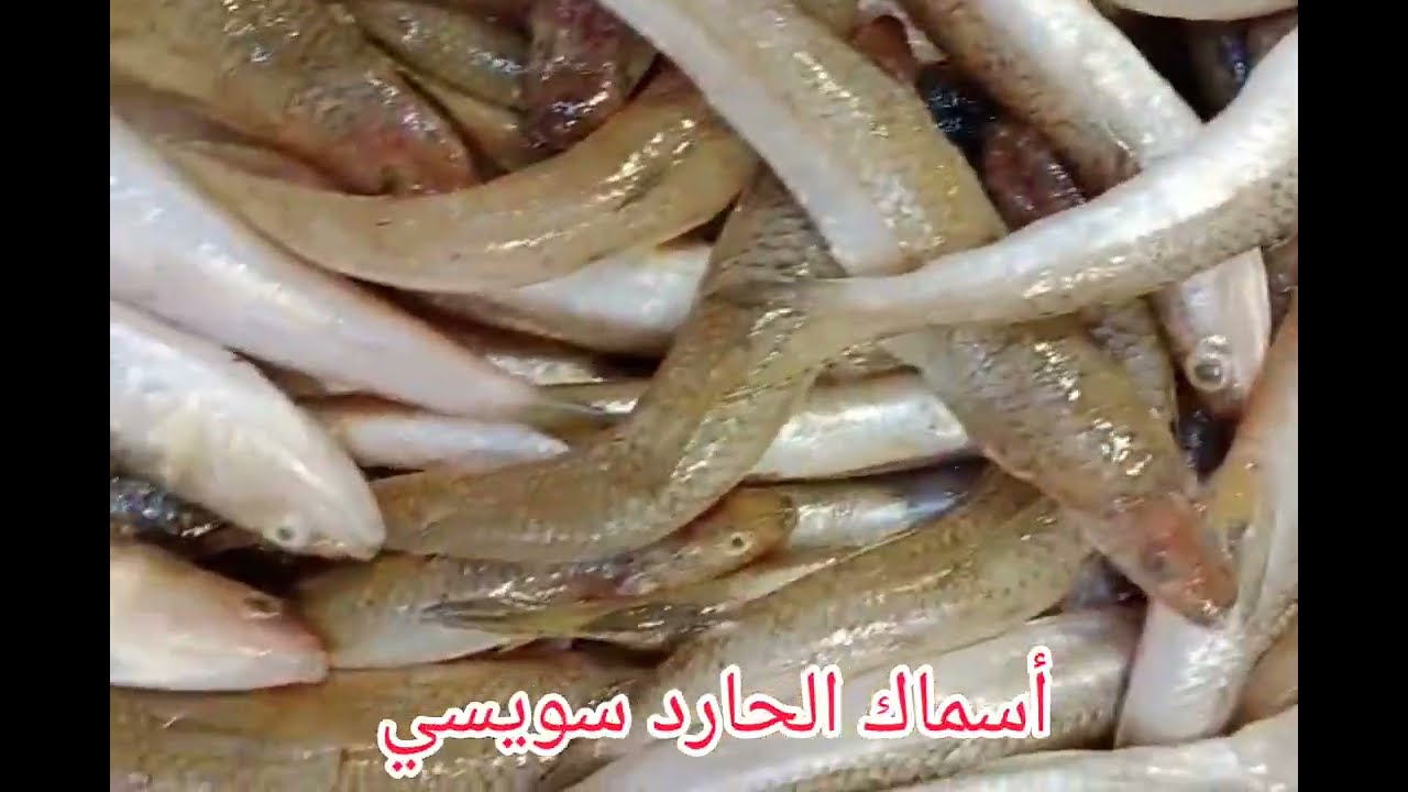 أسماك الدنيس والحارد السويسي بالأسعار اليومين دول والجمبري والكابوريا بالأسعار حلقة السمك