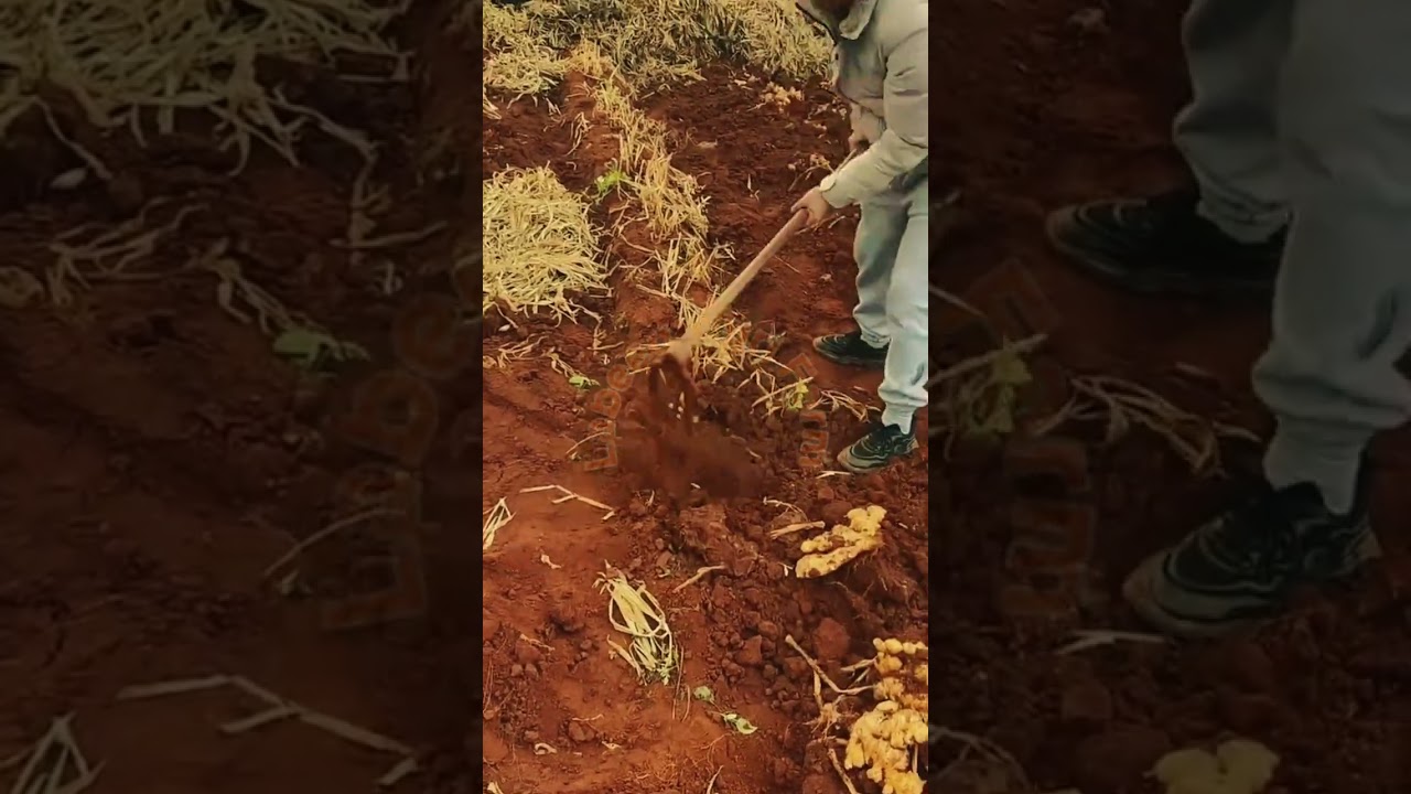 Traditional Ginger Harvesting Using a Manual Pitchfork 🎋⛏️✨
