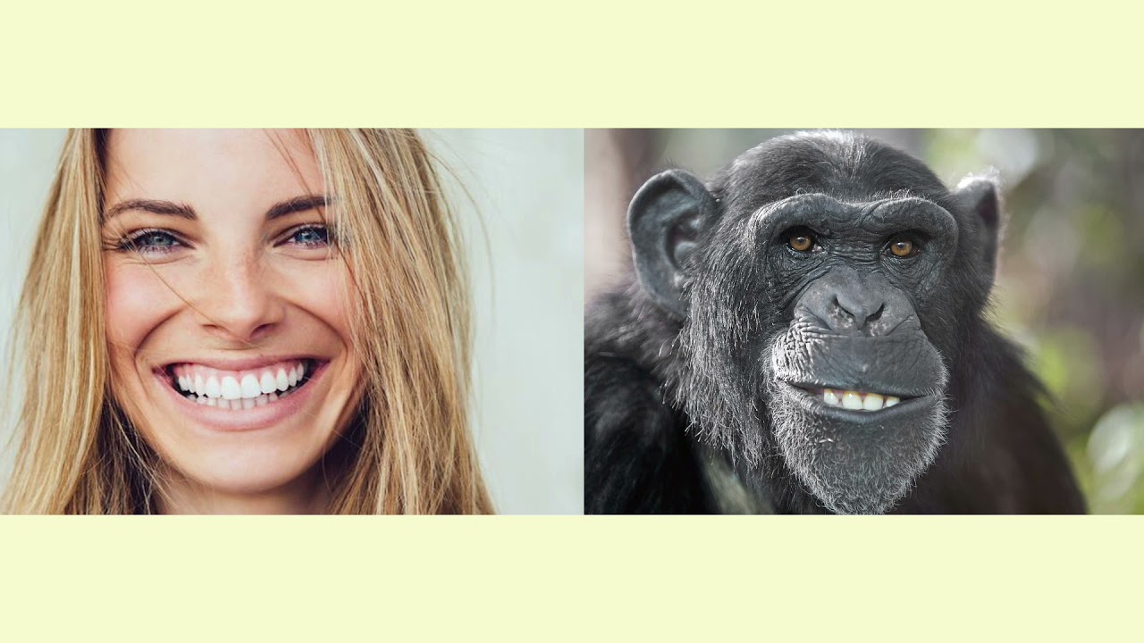 Evolution - Die Entwicklung des Menschen