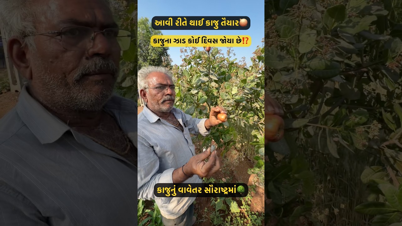 Have kajunu vavetar aapda gujrat saurastra ma pan thashe #kaju #￼cashew