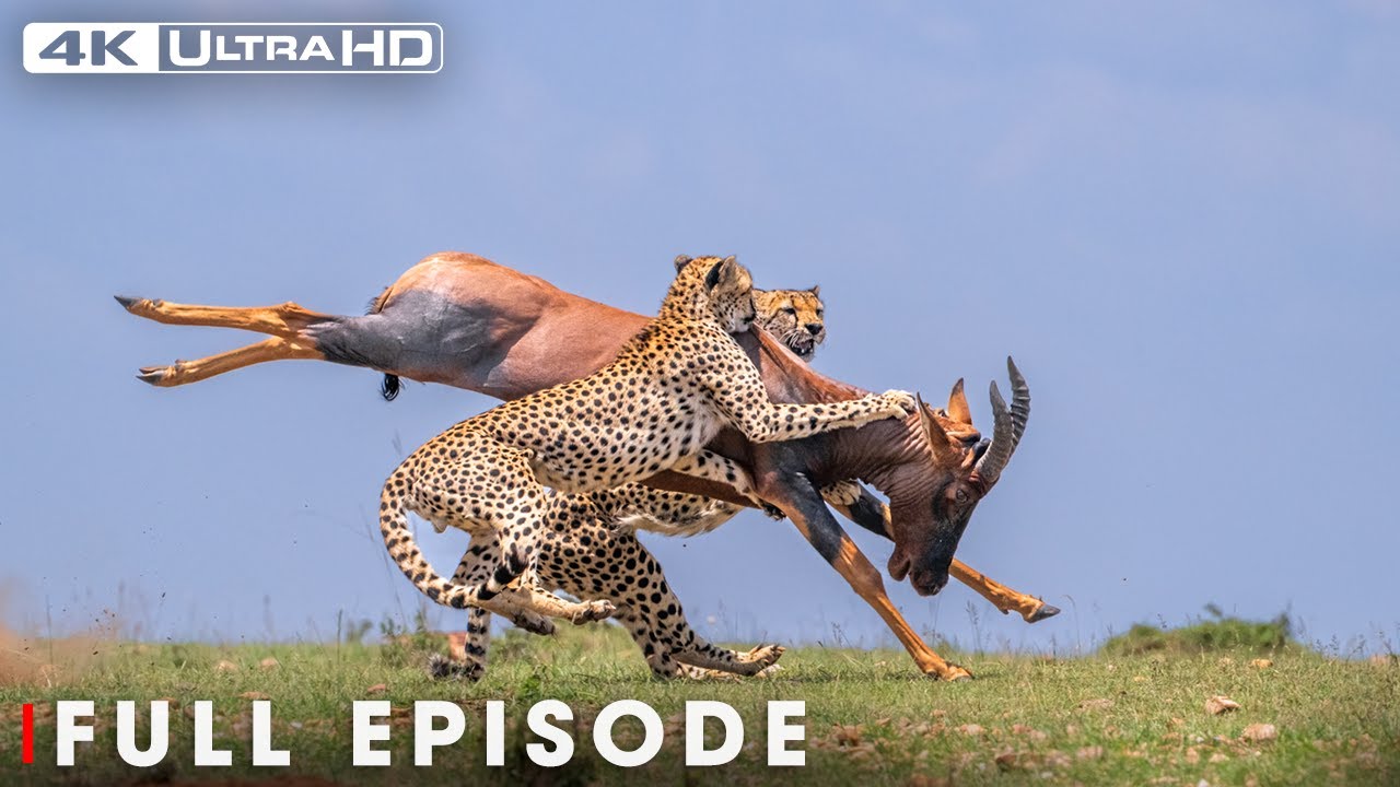 Epic Battles | Incredible Animals (Full Episode) | Nature Animal Documentary