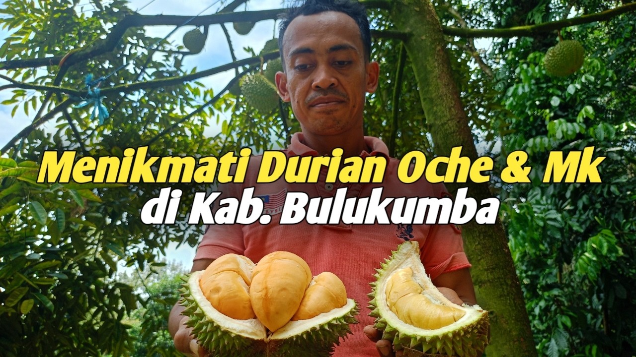 Menikmati durian oche dan mk langsung di kebun bersama suhunya durian