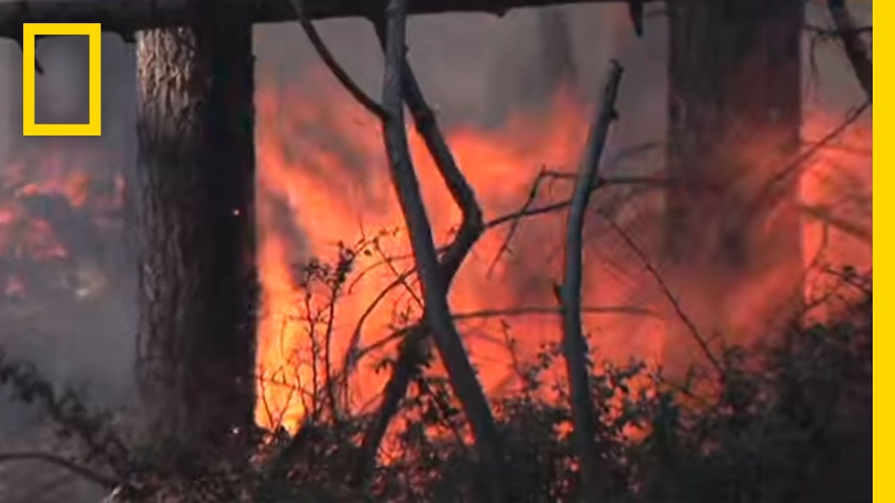 Giant Sequoias Need Fire | National Geographic