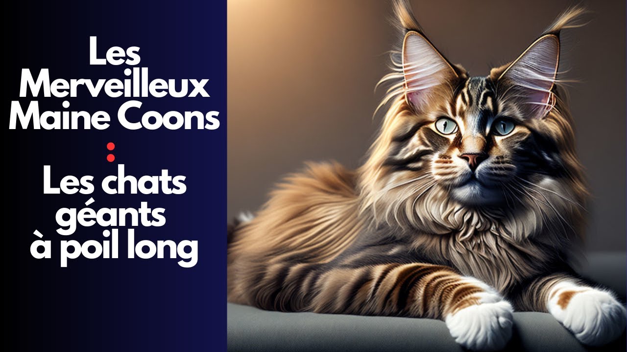 Découvrez les merveilleux Maine Coons : Le chat géant à poil long