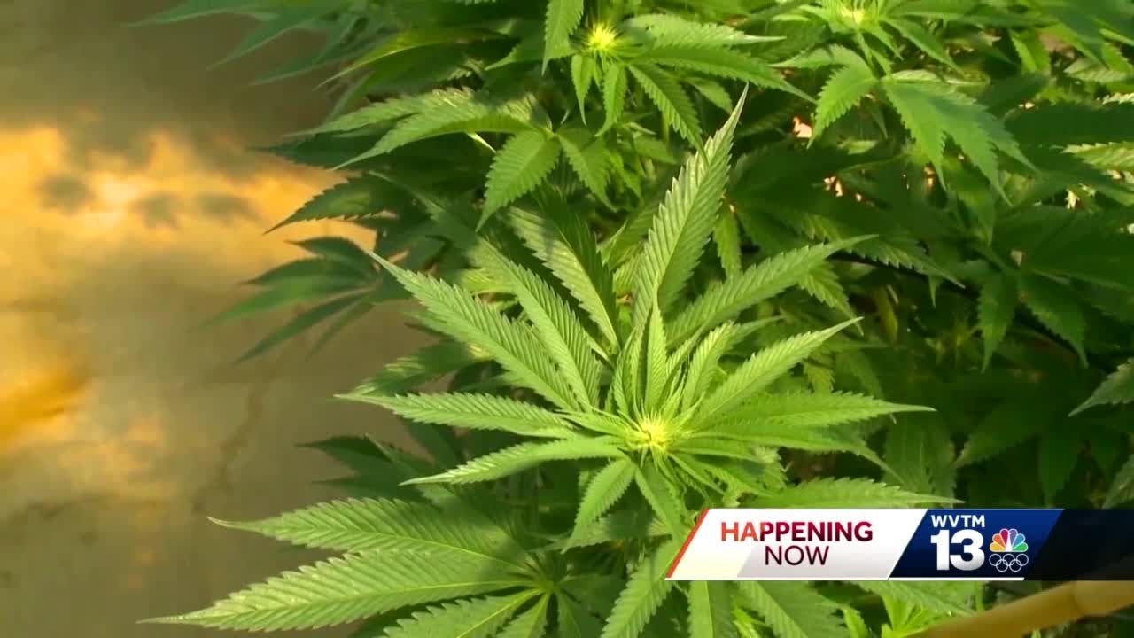 Alabama doctors responding to legalization of medical marijuana