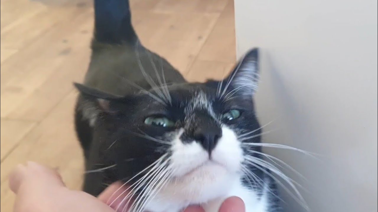 Сьогодні Боря був у стоматолога🐈‍⬛