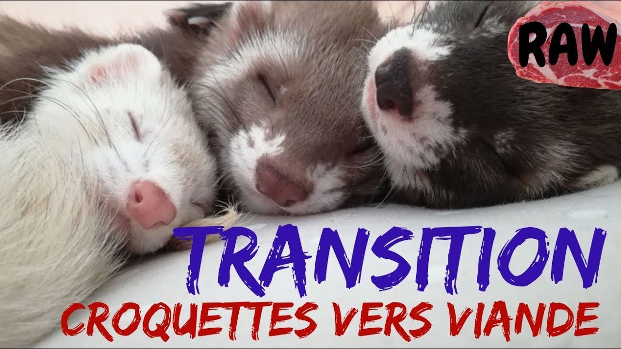 Transition alimentaire : croquettes vers viande - Les Furets Malins
