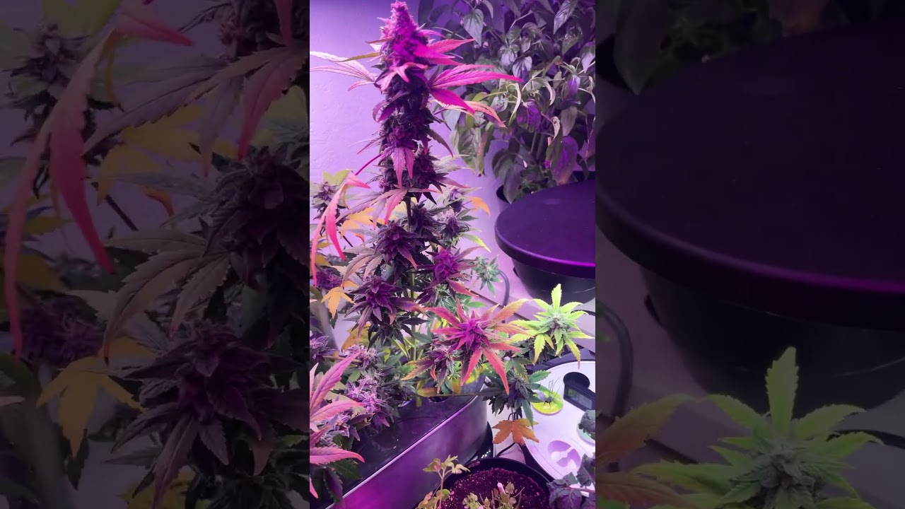 Day 78 Royal Queen; Northern Lights Autoflower; AeroGarden Cannabis Grow