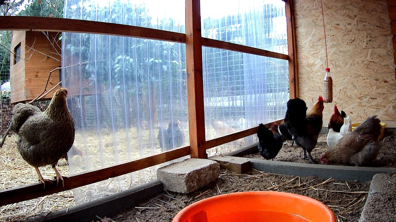 Bobby´s Chicken Farm live - kleiner Sonntags-Livestream - Hühner - Hähne