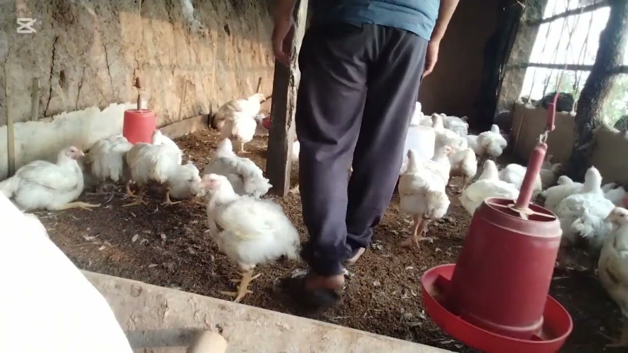 Boiler poultry farm 50 day chicken 2.5, 3.7 kgMay 14, 2025