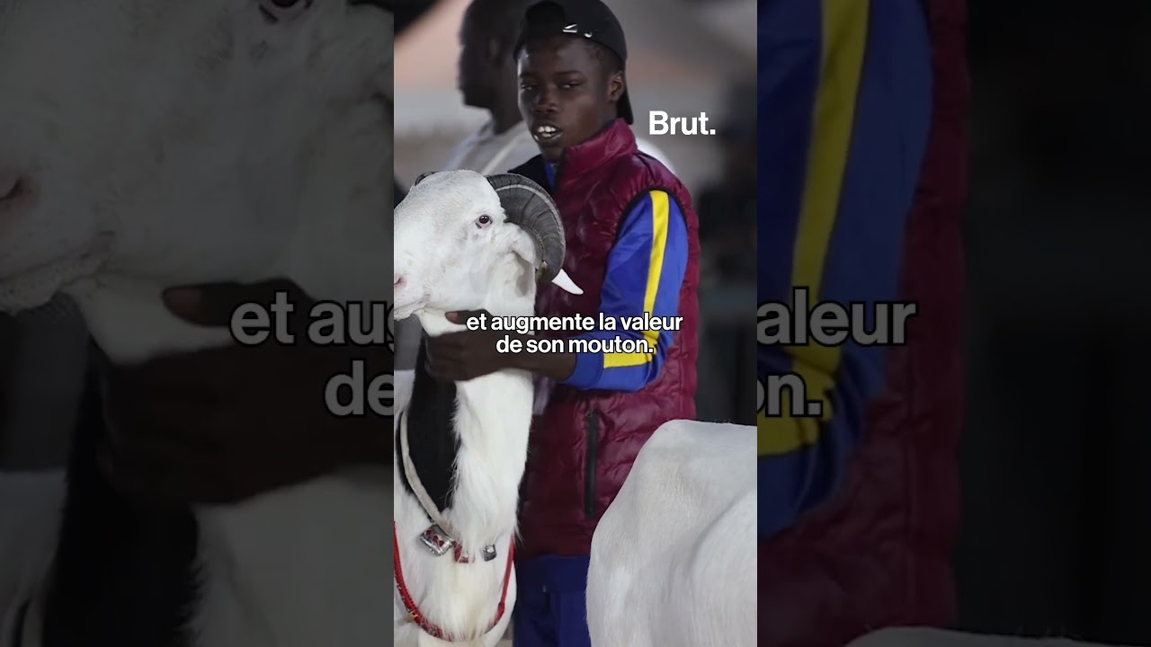 🇸🇳 5 choses &agrave; savoir sur le Ladoum, le roi des moutons s&eacute;n&eacute;galais.