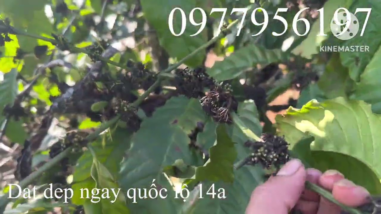 Dat dep nguồn thu mạnh ngày quốc lộ 14a. 0977956197