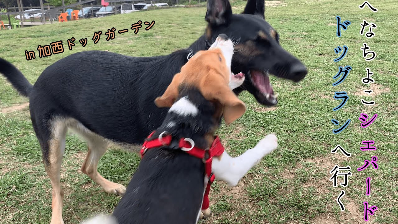 へなちょこシェパード、ドッグランへ行く【加西ドッグガーデン】A Weak German Shepherd Dog Goes To the Dog Run