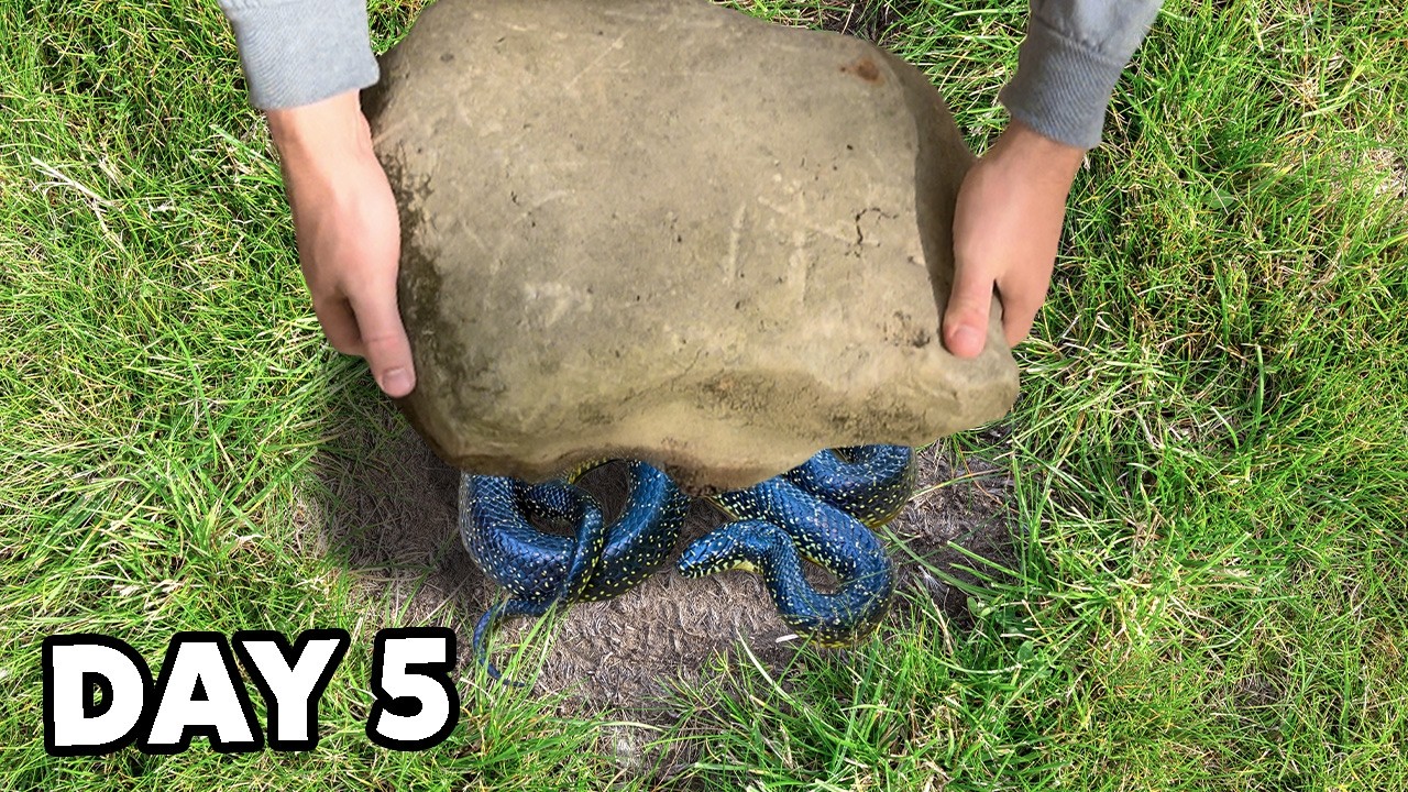 Rock Flipping Leads to Incredible Find!