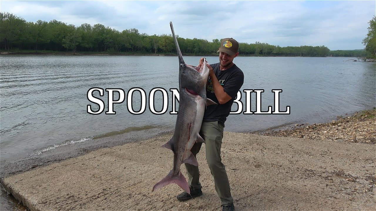 Oklahoma Spoonbill Snagging (Monster Catch)
