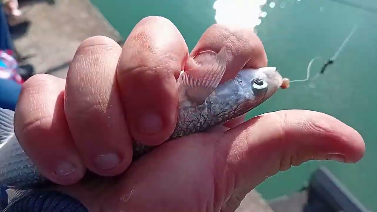 Рыбалка в морском порту Сочи. Ловля кефали