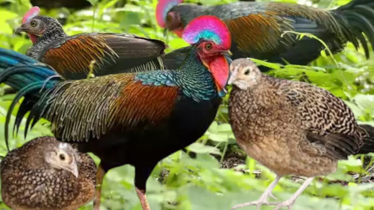 Master Suara Ayam Hutan Pikat Betina
