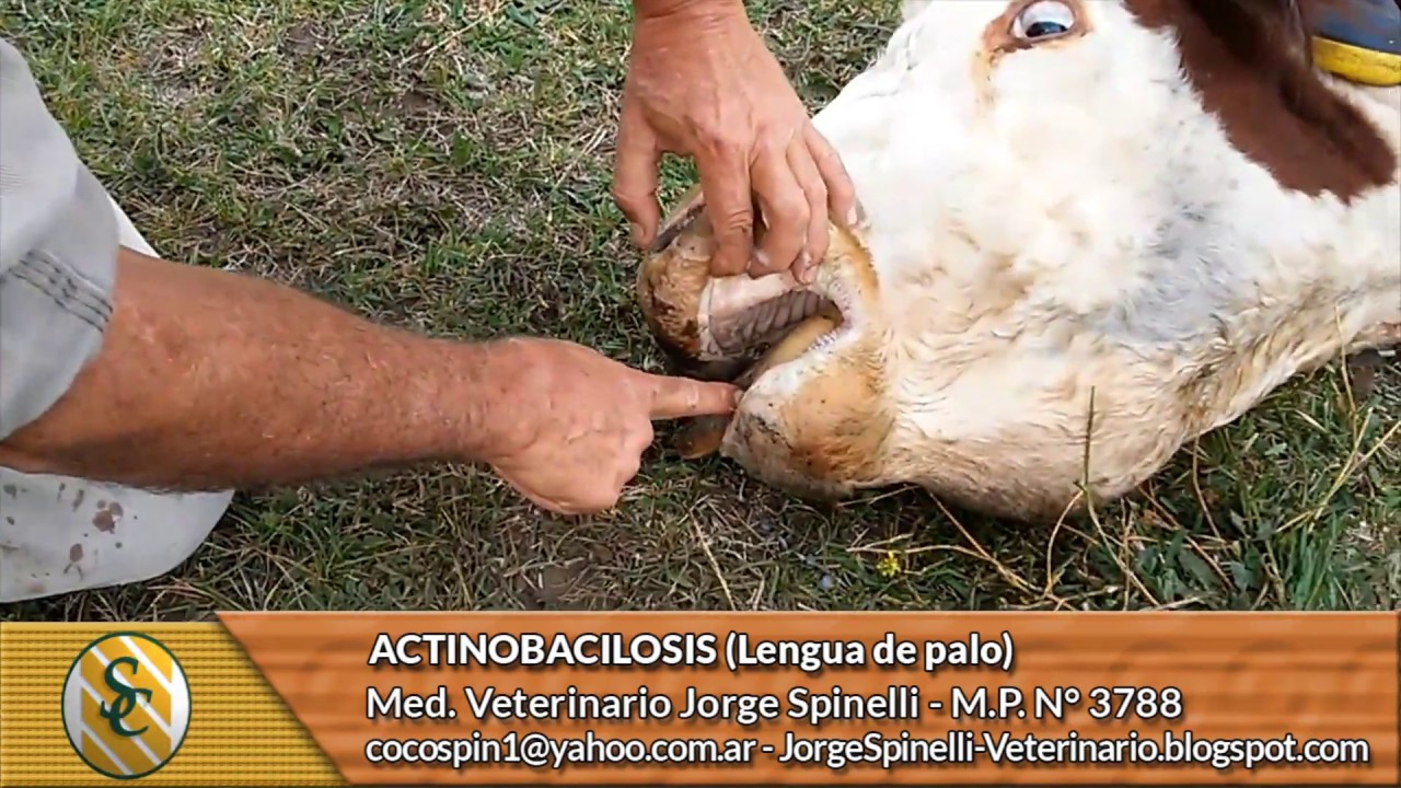 Dr. Jorge Spinelli - Actinobacilosis (Lengua de palo)