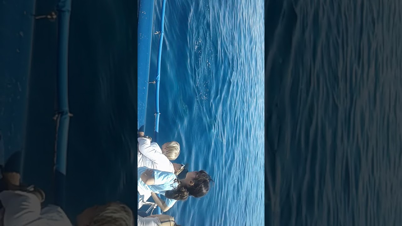 Delfini nel porto di Taranto presso isole cheradi