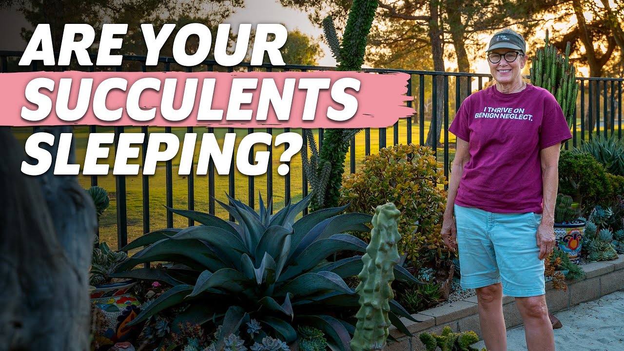 How to Tell if Your Succulent Has Gone Dormant (and what to do!)