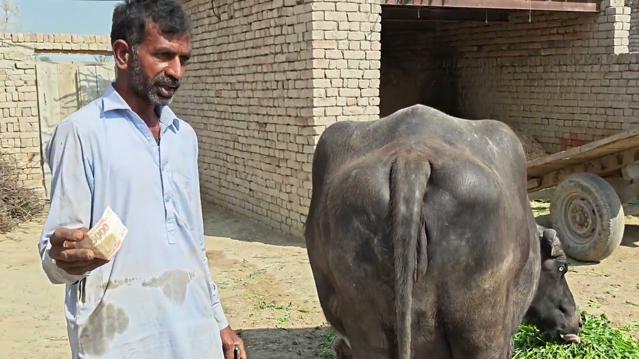 Neli ki khubsurat Jyoti sale Okara Animal Tv 03004576252/28/2/2026/لوکیشن عارف والا