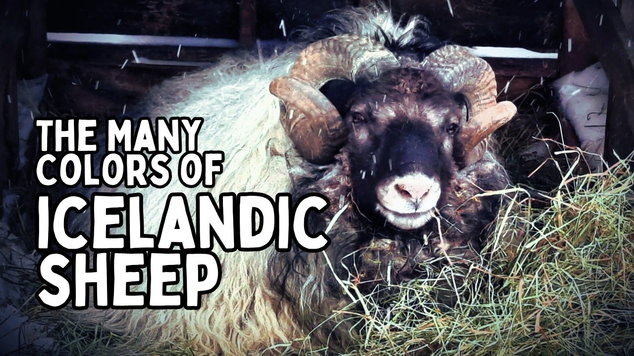 The Many Colors Of ICELANDIC SHEEP: You Won’t Believe How Many Exist!