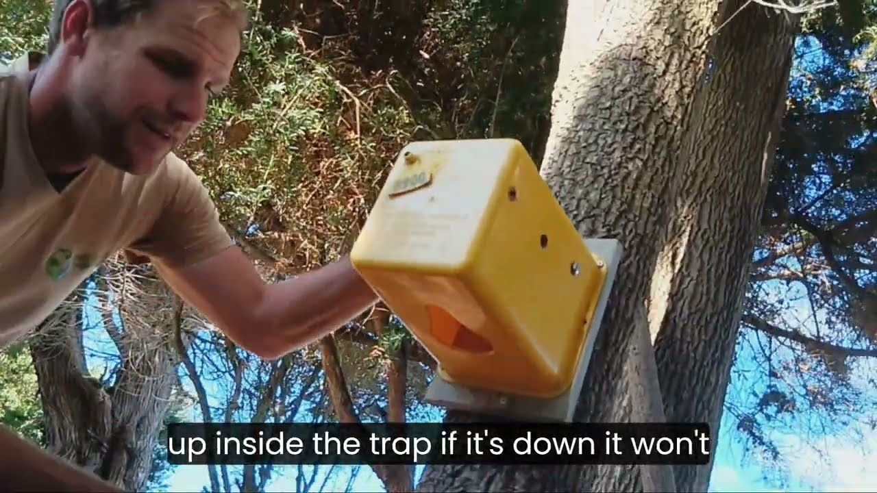 How to place a Timms Trap Safely and Effectively