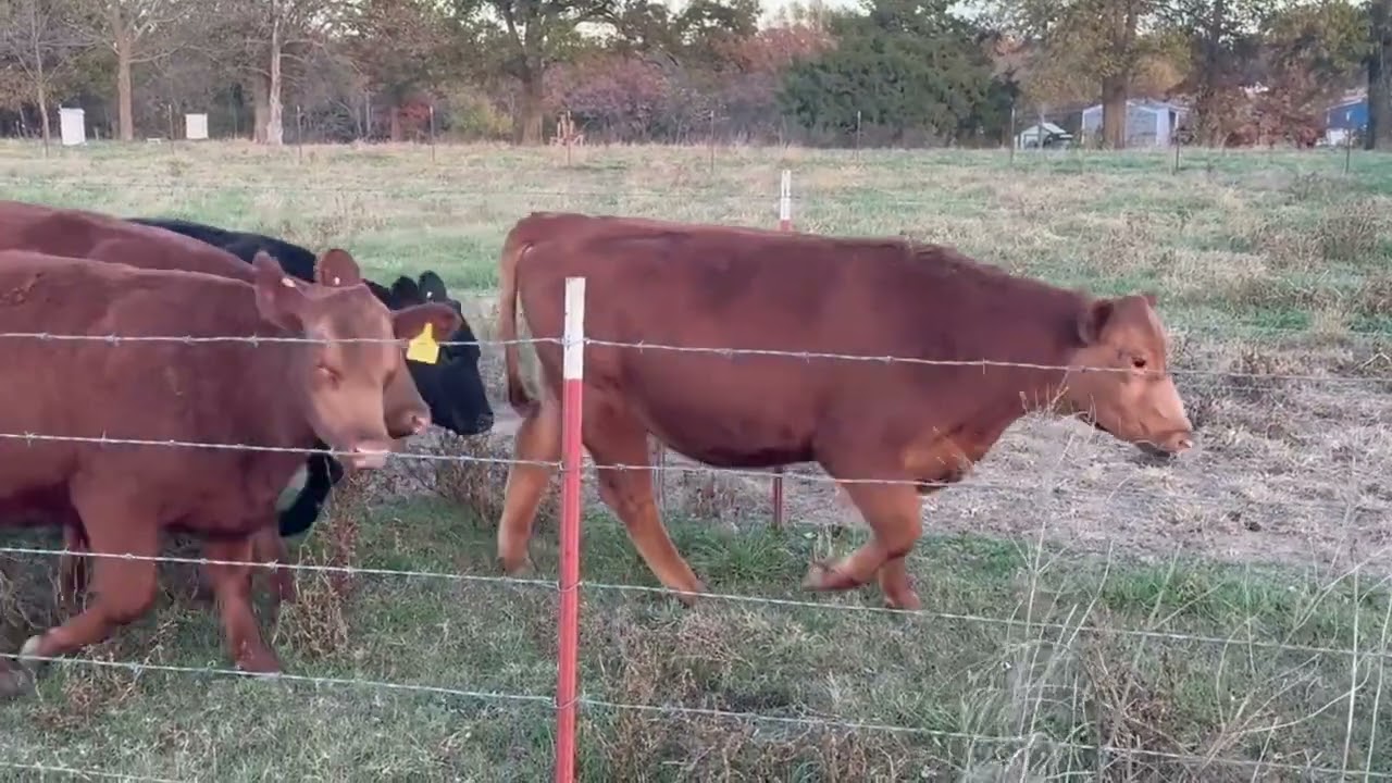 Mast Farms SMS Fall 2025 Sale Heifers