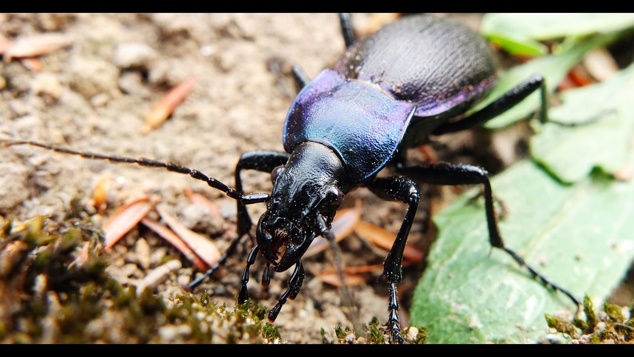 Into The Wild: Finding Carabus & More