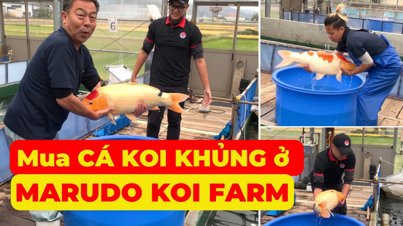 MUA CÁ KOI KHỦNG tại trại MARUDO KOI FARM | Toàn cảnh chọn CÁ KOI TO, ĐẸP, dài gần 1 MÉT !!!
