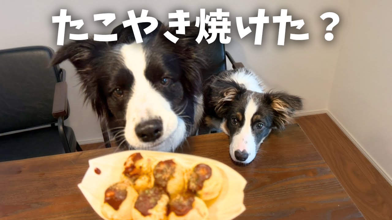 犬達とタコパ したら想像以上に楽しすぎた😂【ボーダーコリー】